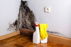 Why You Should Choose Our Mold Remediation Services in Oak Grove Heights, AR